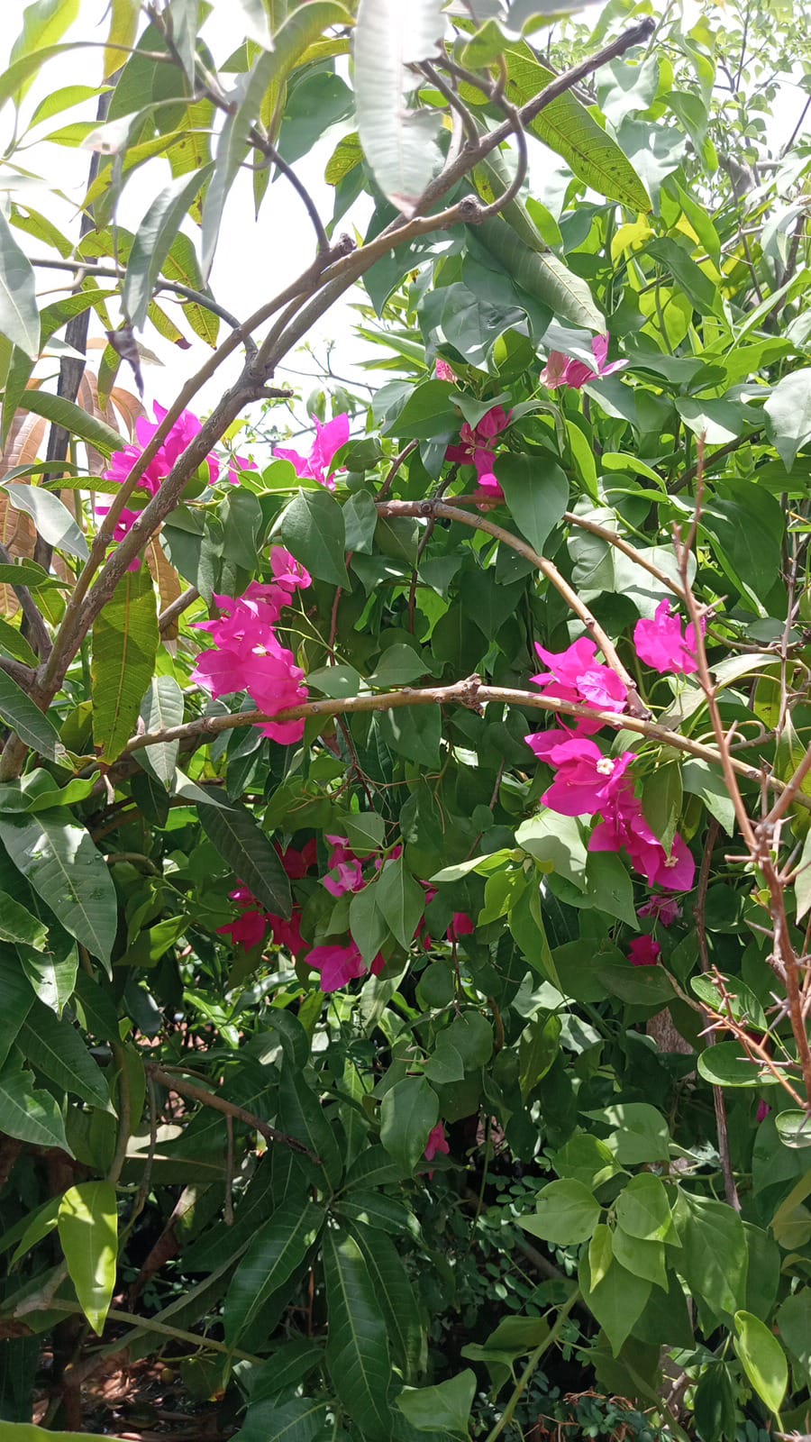 BOGAN VELLIYA